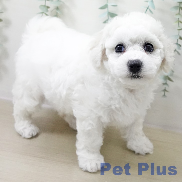 茨城県のビションフリーゼ (ペッツワン 阿見店/2025年10月19日生まれ/女の子/ホワイト)の子犬の2枚目の画像