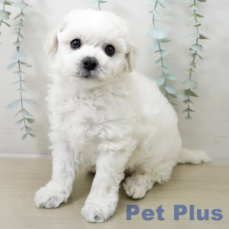 山梨県のビションフリーゼ (ペットプラス 甲府昭和店/2025年10月18日生まれ/男の子/ホワイト)の子犬の1枚目の画像