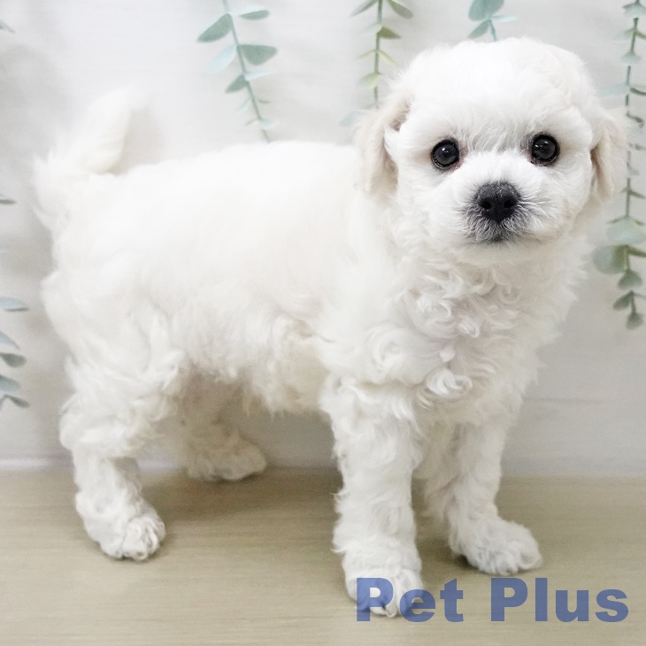 山梨県のビションフリーゼ (ペットプラス 甲府昭和店/2025年10月18日生まれ/男の子/ホワイト)の子犬の2枚目の画像