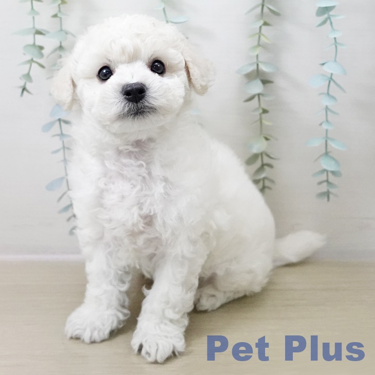 東京都のビションフリーゼ (ペットプラス 日の出店/2025年10月18日生まれ/男の子/ホワイト)の子犬の1枚目の画像