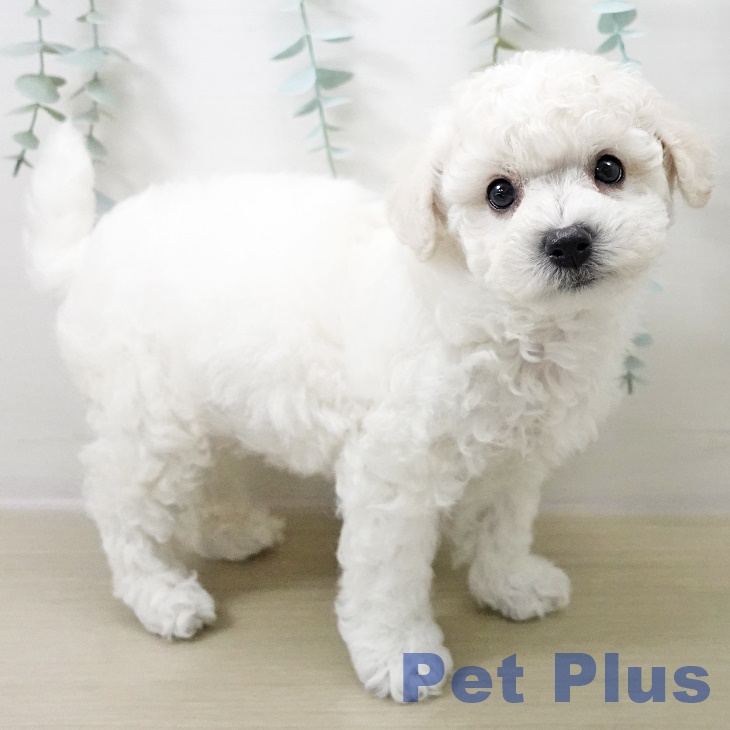 東京都のビションフリーゼ (ペットプラス 日の出店/2025年10月18日生まれ/男の子/ホワイト)の子犬の2枚目の画像