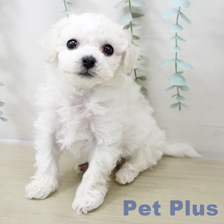 千葉県のビションフリーゼ (ペットプラス 幕張新都心店/2025年10月18日生まれ/女の子/ホワイト)の子犬