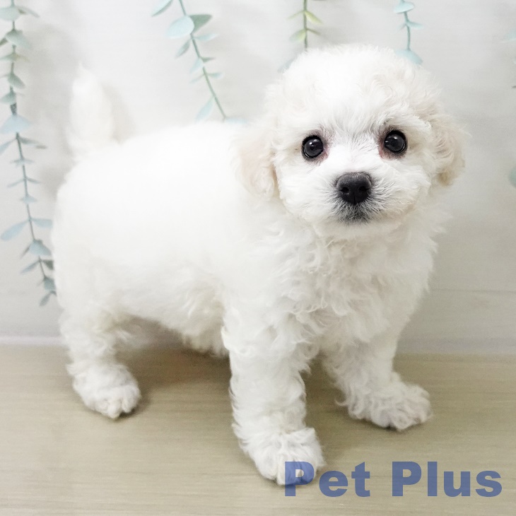 岩手県のビションフリーゼ (ペットプラス 盛岡南店/2025年10月18日生まれ/女の子/ホワイト)の子犬の1枚目の画像