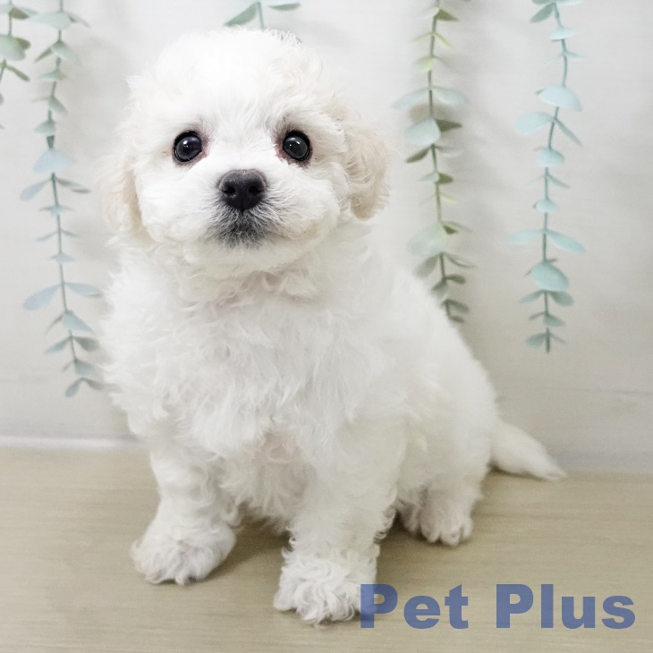 岩手県のビションフリーゼ (ペットプラス 盛岡南店/2025年10月18日生まれ/女の子/ホワイト)の子犬の2枚目の画像