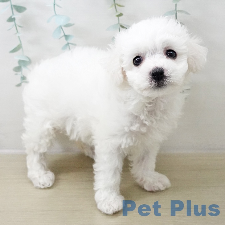 ビション・フリーゼの写真2