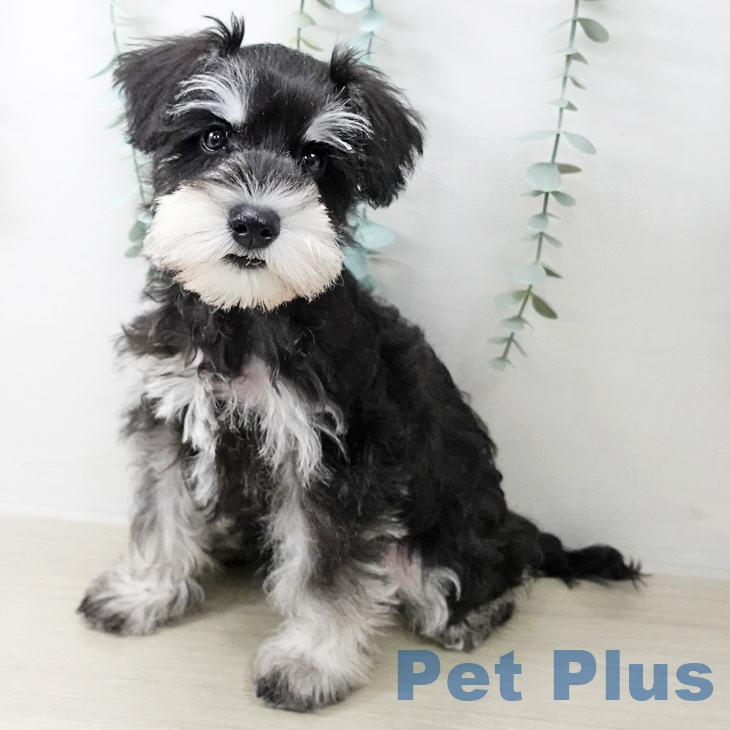 埼玉県のミニチュアシュナウザー (ペットプラス 浦和美園店/2025年9月29日生まれ/男の子/ブラックシルバー)の子犬の1枚目の画像