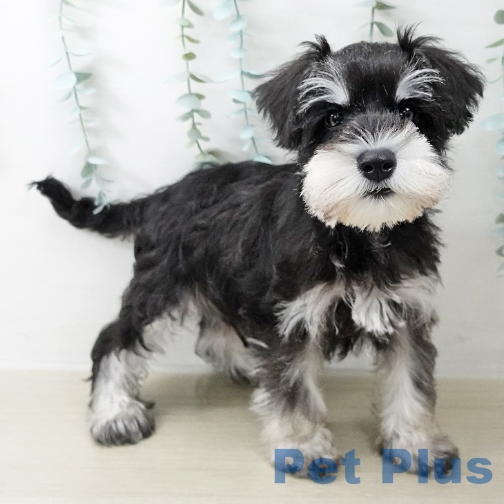 埼玉県のミニチュアシュナウザー (ペットプラス 浦和美園店/2025年9月29日生まれ/男の子/ブラックシルバー)の子犬の2枚目の画像