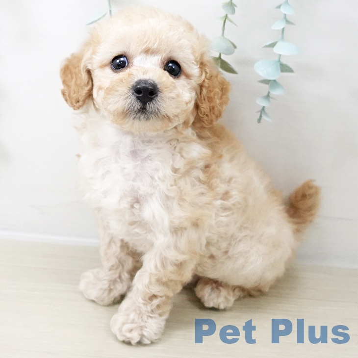 埼玉県のトイプードル(トイ) (ペットプラス ららぽーと富士見店/2025年10月22日生まれ/女の子/アプリコット)の子犬の1枚目の画像