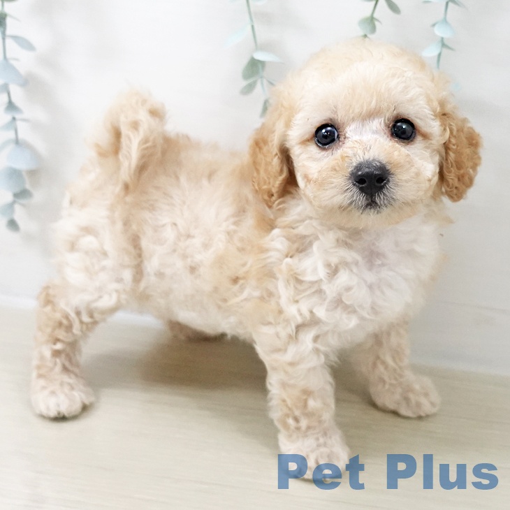 埼玉県のトイプードル(トイ) (ペットプラス ららぽーと富士見店/2025年10月22日生まれ/女の子/アプリコット)の子犬の2枚目の画像