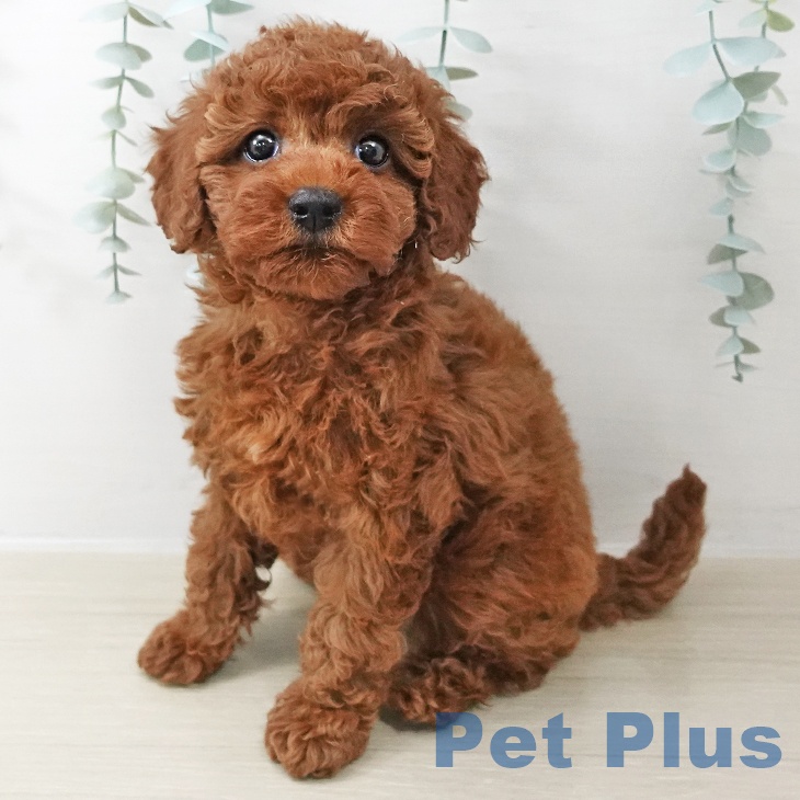 福島県のトイプードル(トイ) (ペットプラス イオンタウン郡山店/2025年10月22日生まれ/女の子/レッド)の子犬の1枚目の画像