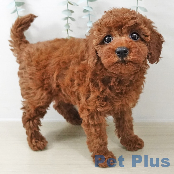 福島県のトイプードル(トイ) (ペットプラス イオンタウン郡山店/2025年10月22日生まれ/女の子/レッド)の子犬の2枚目の画像