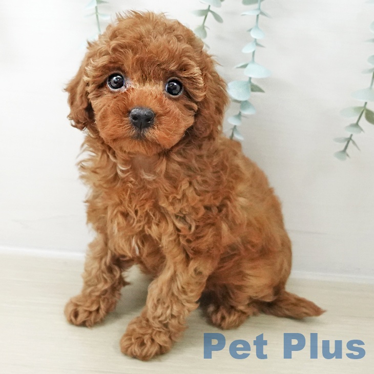 埼玉県のトイプードル(トイ) (ペットプラス 羽生店/2025年10月22日生まれ/女の子/レッド)の子犬の1枚目の画像