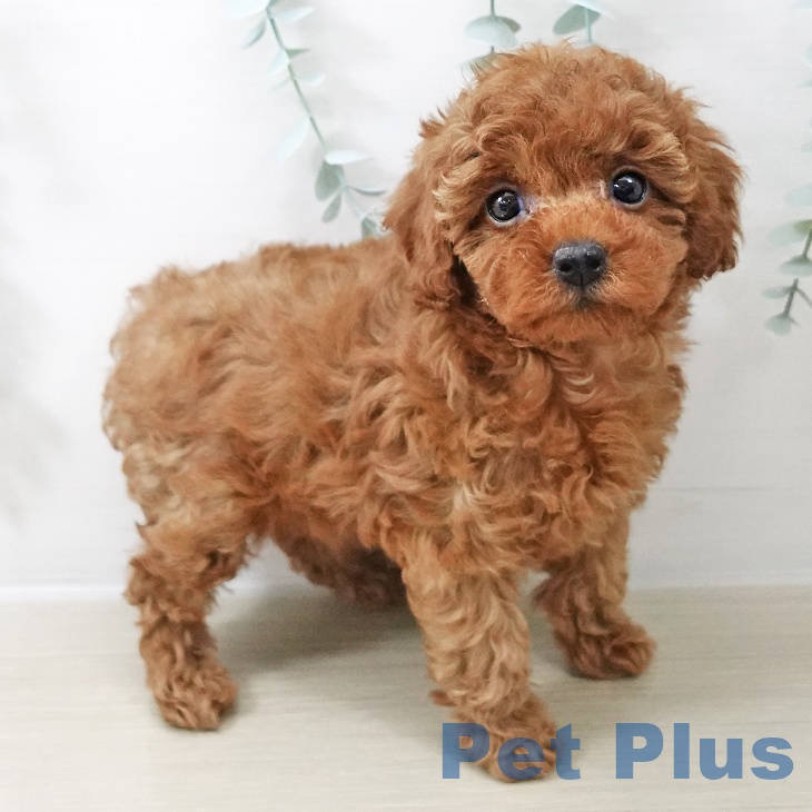 埼玉県のトイプードル(トイ) (ペットプラス 羽生店/2025年10月22日生まれ/女の子/レッド)の子犬の2枚目の画像