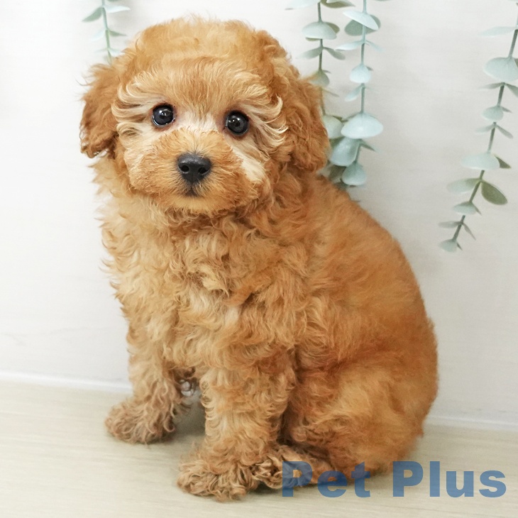 長野県のトイプードル(トイ) (ペットプラス 須坂店/2025年10月16日生まれ/女の子/レッド)の子犬の1枚目の画像