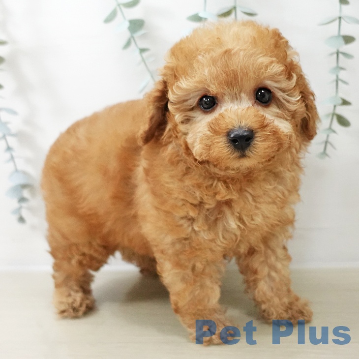 長野県のトイプードル(トイ) (ペットプラス 須坂店/2025年10月16日生まれ/女の子/レッド)の子犬の2枚目の画像