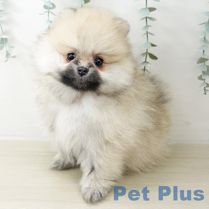 宮城県のポメラニアン (ペットプラス 仙台上杉店/2025年10月20日生まれ/女の子/オレンジ)の子犬の2枚目の画像