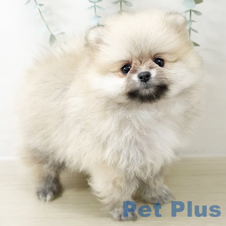 東京都のポメラニアン (ペットプラス むさし村山店/2025年10月20日生まれ/女の子/オレンジ)の子犬の2枚目の画像