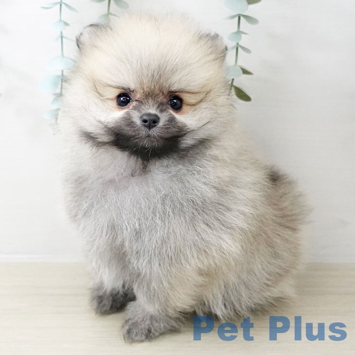 千葉県のポメラニアン (ペットプラス 幕張新都心店/2025年10月20日生まれ/女の子/オレンジ)の子犬の1枚目の画像