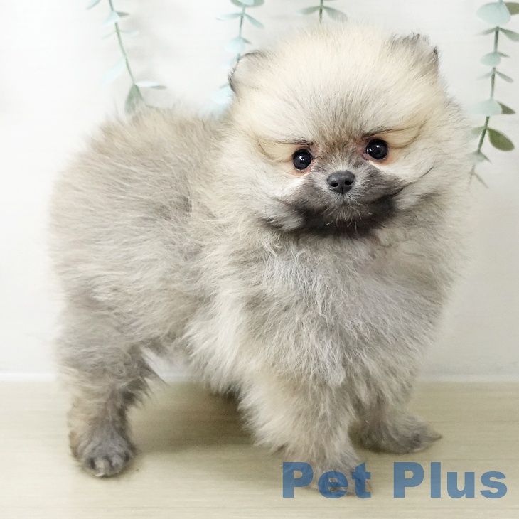 千葉県のポメラニアン (ペットプラス 幕張新都心店/2025年10月20日生まれ/女の子/オレンジ)の子犬の2枚目の画像