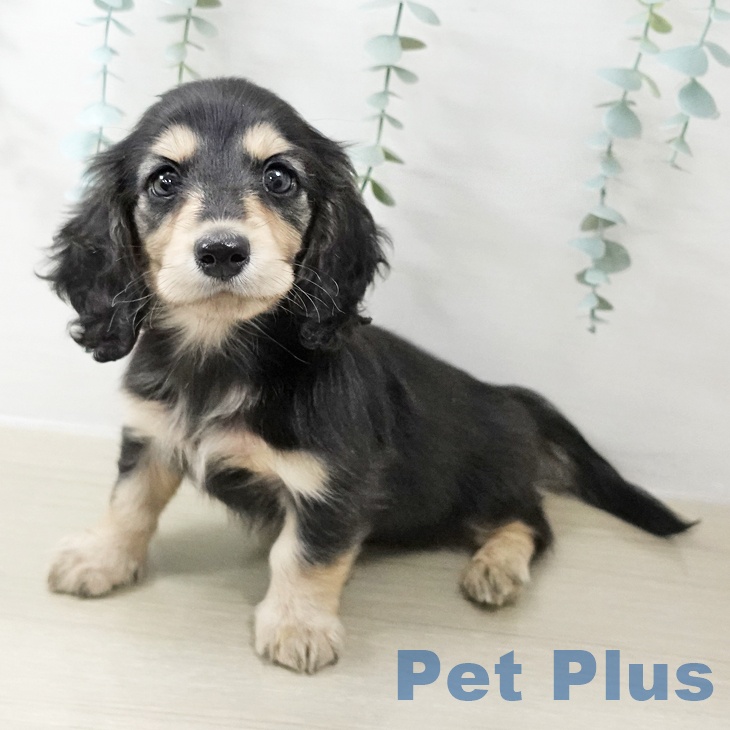 埼玉県のミニチュアダックスフンド(ロング) (ペットプラス 川口店/2025年10月22日生まれ/男の子/ブラックタン)の子犬の1枚目の画像