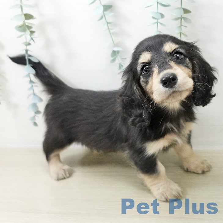 埼玉県のミニチュアダックスフンド(ロング) (ペットプラス 川口店/2025年10月22日生まれ/男の子/ブラックタン)の子犬の2枚目の画像