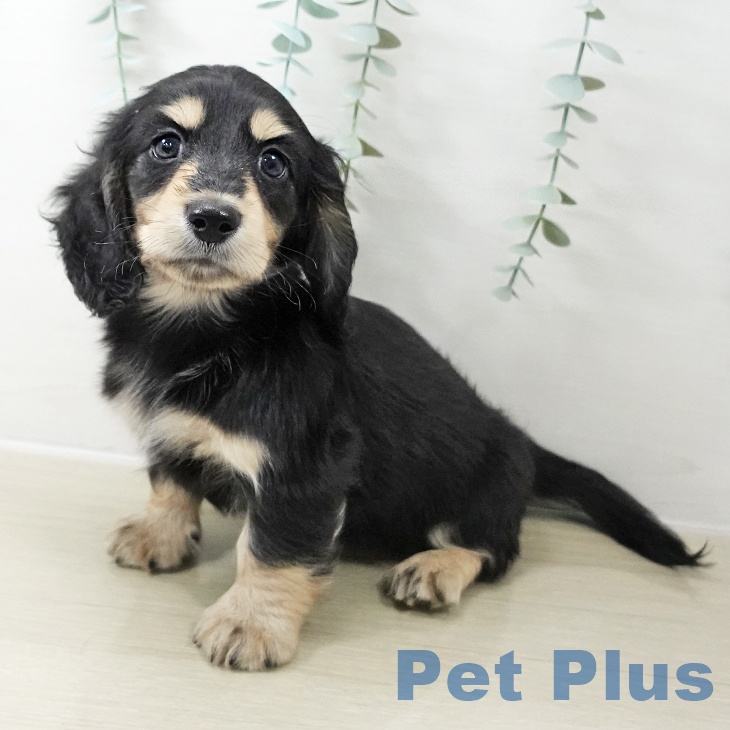 埼玉県のミニチュアダックスフンド(ロング) (ペットプラス 与野店/2025年10月22日生まれ/男の子/ブラックタン)の子犬の1枚目の画像