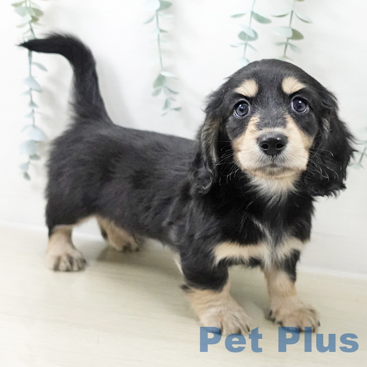 埼玉県のミニチュアダックスフンド(ロング) (ペットプラス 与野店/2025年10月22日生まれ/男の子/ブラックタン)の子犬の2枚目の画像