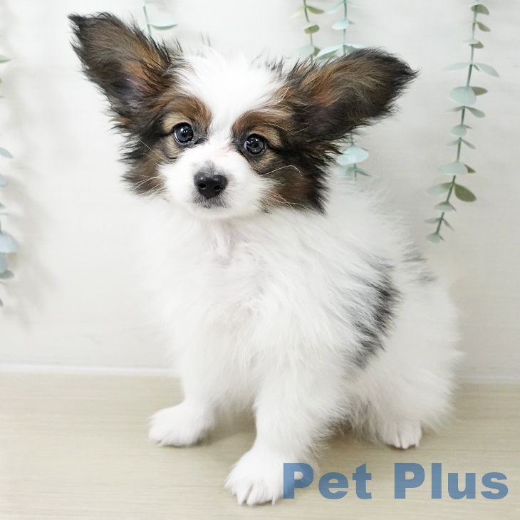 埼玉県のパピヨン (ペットプラス 与野店/2025年10月14日生まれ/男の子/ホワイトブラウン)の子犬の1枚目の画像