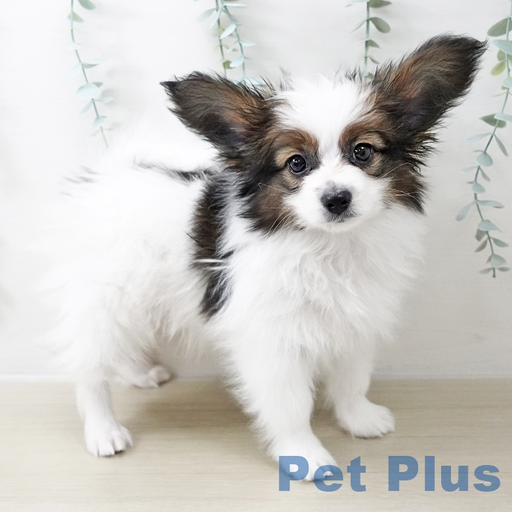 埼玉県のパピヨン (ペットプラス 与野店/2025年10月14日生まれ/男の子/ホワイトブラウン)の子犬の2枚目の画像