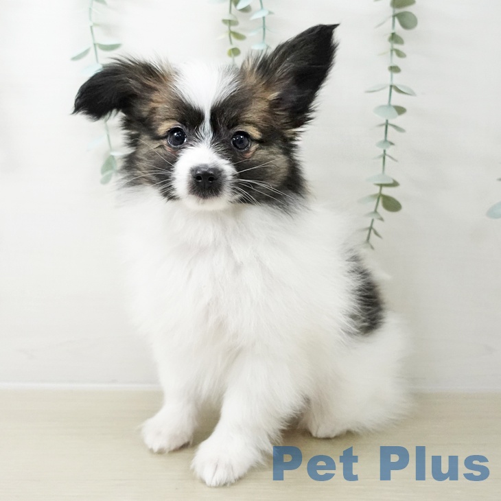 埼玉県のパピヨン (ペットプラス ピオニウォーク東松山店/2025年10月14日生まれ/男の子/ホワイトブラウン)の子犬の2枚目の画像