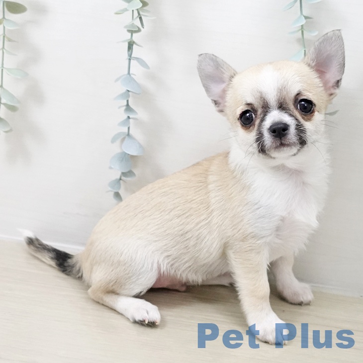 埼玉県のチワワ(ロング) (ペットプラス ららぽーと富士見店/2025年10月16日生まれ/男の子/フォーンセーブルホワイト)の子犬の1枚目の画像