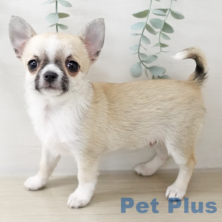 埼玉県のチワワ(ロング) (ペットプラス ららぽーと富士見店/2025年10月16日生まれ/男の子/フォーンセーブルホワイト)の子犬の2枚目の画像