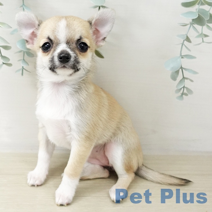 神奈川県のチワワ(ロング) (ペットプラス ビアレ横浜店/2025年10月16日生まれ/女の子/フォーンセーブルホワイト)の子犬の1枚目の画像