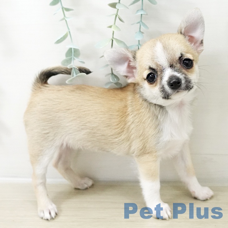 神奈川県のチワワ(ロング) (ペットプラス ビアレ横浜店/2025年10月16日生まれ/女の子/フォーンセーブルホワイト)の子犬の2枚目の画像