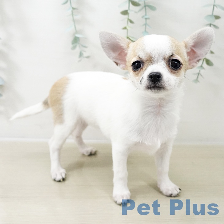 埼玉県のチワワ(ロング) (ペットプラス 与野店/2025年10月16日生まれ/女の子/ホワイトフォーン)の子犬の1枚目の画像