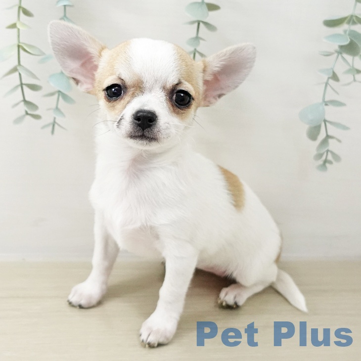 埼玉県のチワワ(ロング) (ペットプラス 与野店/2025年10月16日生まれ/女の子/ホワイトフォーン)の子犬の2枚目の画像