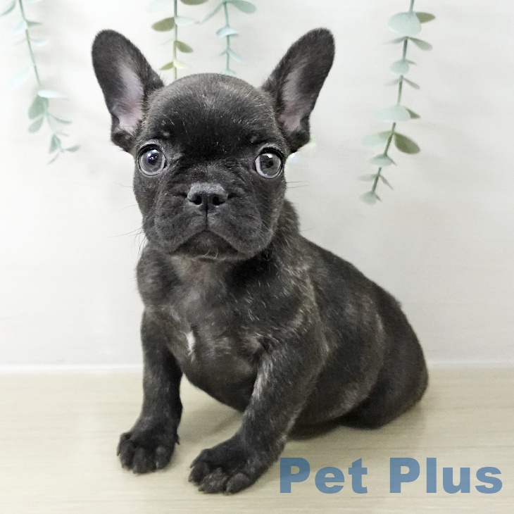 宮城県のフレンチブルドッグ (ペットプラス 名取店/2025年10月16日生まれ/女の子/ブリンドル)の子犬の1枚目の画像