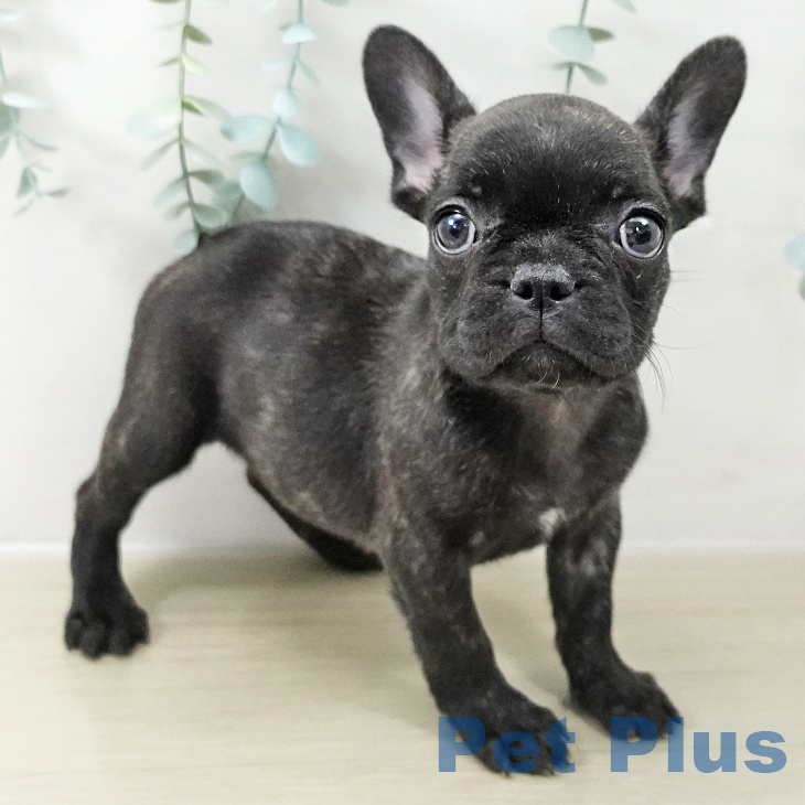 宮城県のフレンチブルドッグ (ペットプラス 名取店/2025年10月16日生まれ/女の子/ブリンドル)の子犬の2枚目の画像