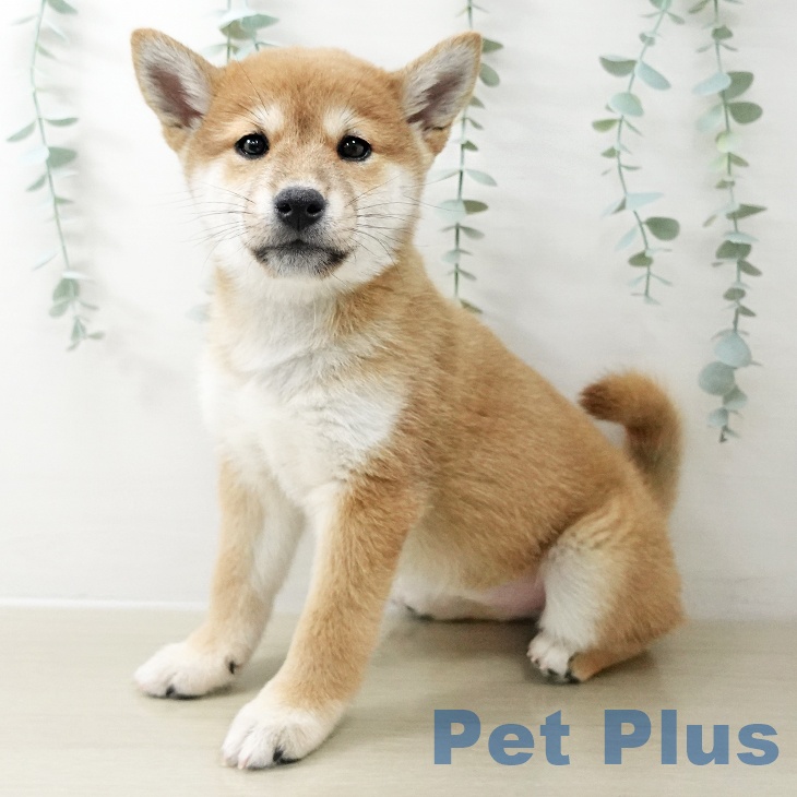 群馬県の柴犬(標準サイズ) (ペットプラス 前橋店/2025年10月22日生まれ/女の子/赤)の子犬の1枚目の画像