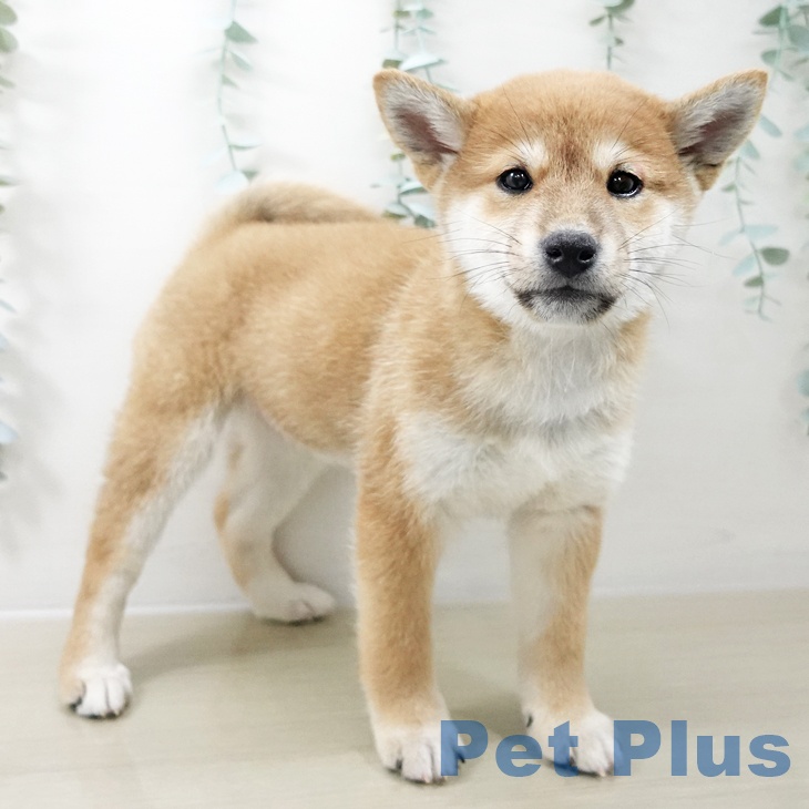 群馬県の柴犬(標準サイズ) (ペットプラス 前橋店/2025年10月22日生まれ/女の子/赤)の子犬の2枚目の画像