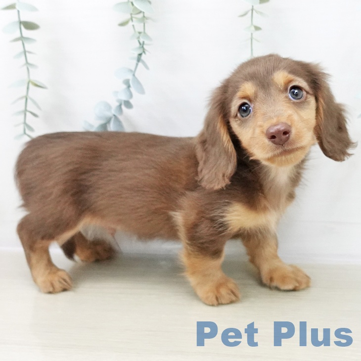 宮城県のミニチュアダックスフンド(ロング) (ペットプラス 名取店/2025年10月20日生まれ/男の子/チョコレートタン)の子犬の1枚目の画像