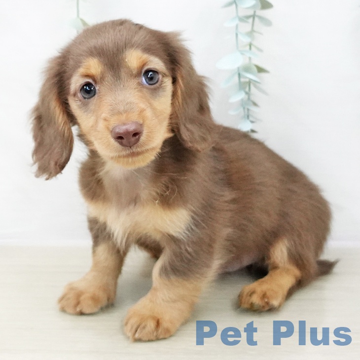 宮城県のミニチュアダックスフンド(ロング) (ペットプラス 名取店/2025年10月20日生まれ/男の子/チョコレートタン)の子犬の2枚目の画像