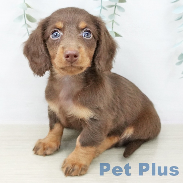 東京都のミニチュアダックスフンド(ロング) (ペットプラス 立川高島屋S.C.店/2025年10月20日生まれ/男の子/チョコレートタン)の子犬の1枚目の画像