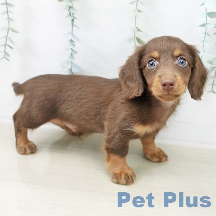 東京都のミニチュアダックスフンド(ロング) (ペットプラス 立川高島屋S.C.店/2025年10月20日生まれ/男の子/チョコレートタン)の子犬の2枚目の画像