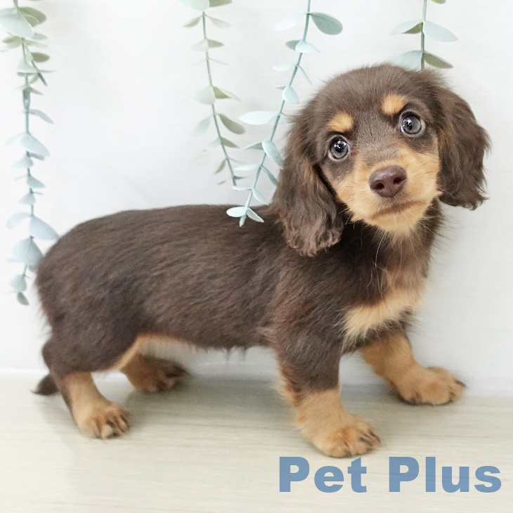 山形県のミニチュアダックスフンド(ロング) (ペットプラス 天童店/2025年10月20日生まれ/女の子/チョコレートタン)の子犬の1枚目の画像