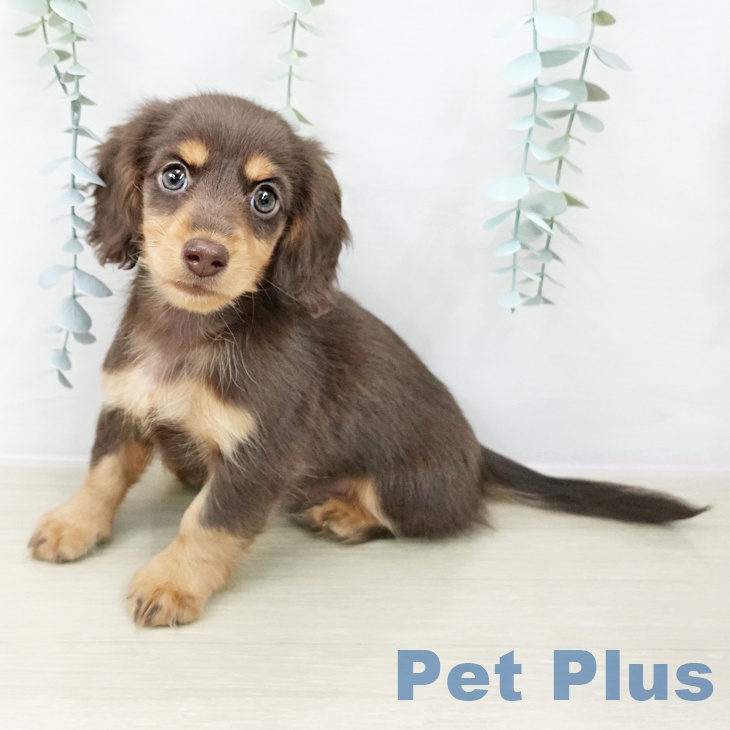 山形県のミニチュアダックスフンド(ロング) (ペットプラス 天童店/2025年10月20日生まれ/女の子/チョコレートタン)の子犬の2枚目の画像