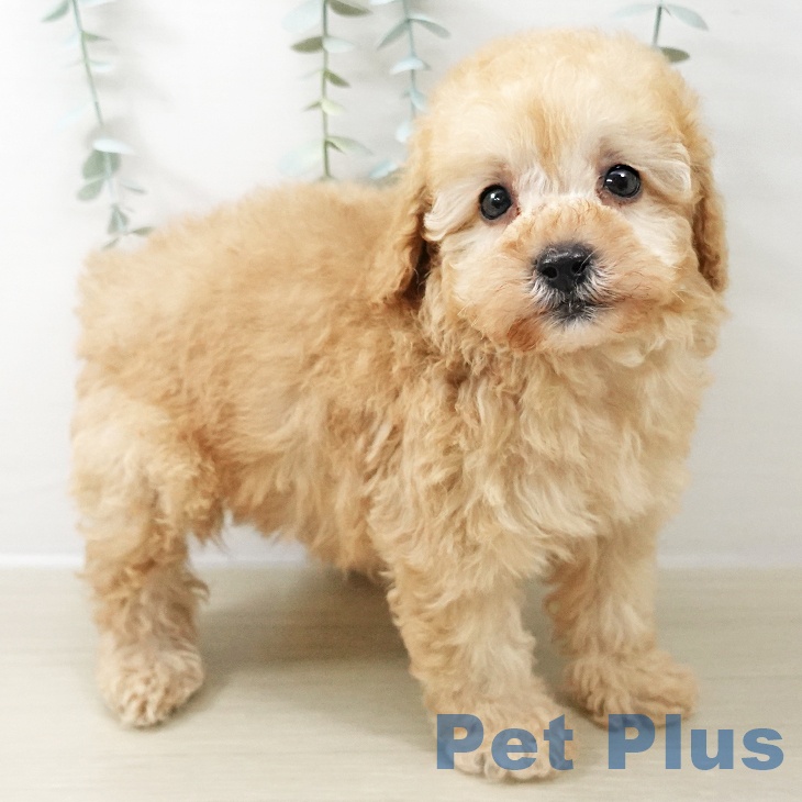 宮城県のトイプードル(トイ) (ペットプラス 名取店/2025年10月21日生まれ/男の子/アプリコット)の子犬の1枚目の画像
