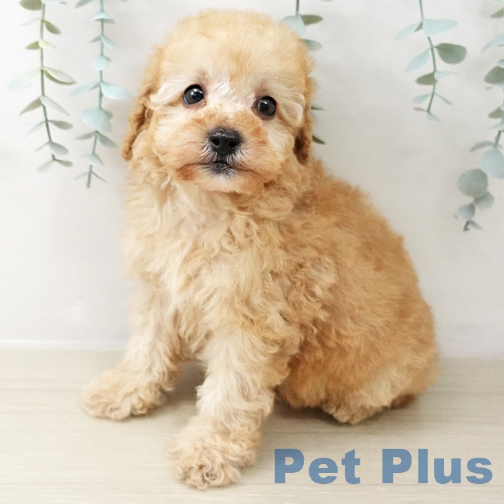 宮城県のトイプードル(トイ) (ペットプラス 名取店/2025年10月21日生まれ/男の子/アプリコット)の子犬の2枚目の画像