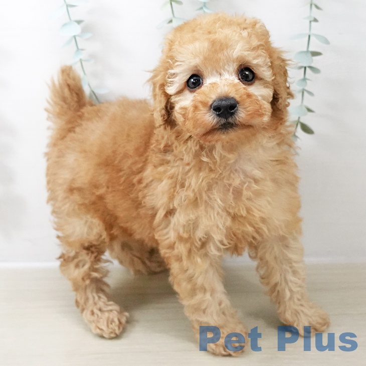 千葉県のトイプードル(トイ) (ペットプラス 成田店/2025年10月21日生まれ/男の子/アプリコット)の子犬の1枚目の画像