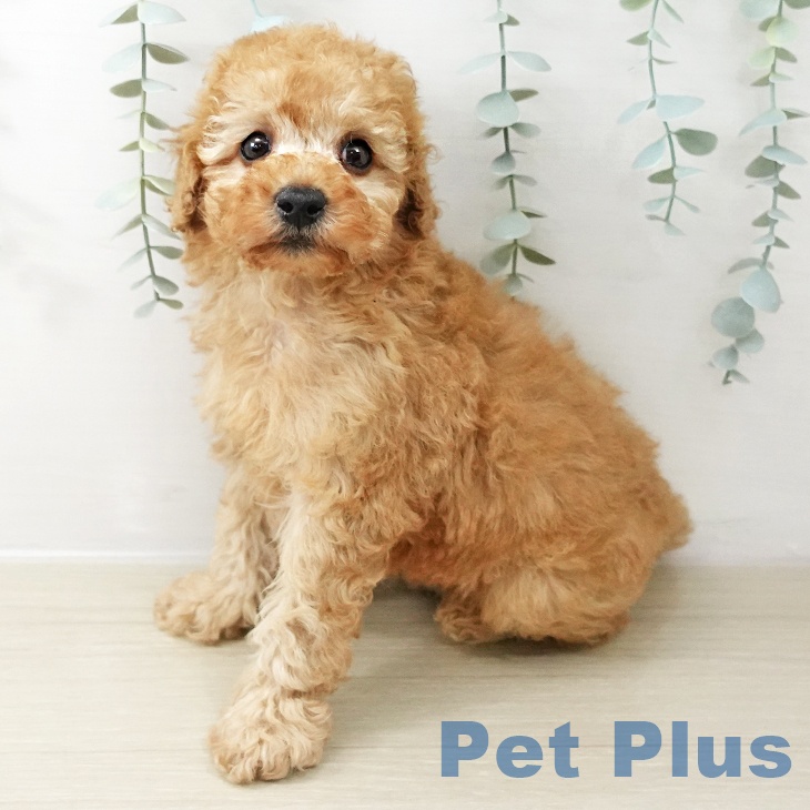 千葉県のトイプードル(トイ) (ペットプラス 成田店/2025年10月21日生まれ/男の子/アプリコット)の子犬の2枚目の画像